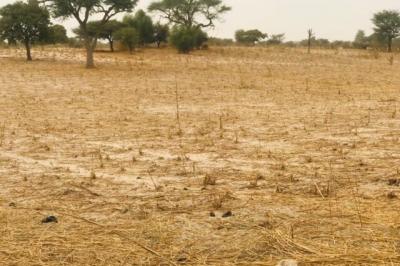 Terrain de 1,81 hectare vers Keur Samba Kane