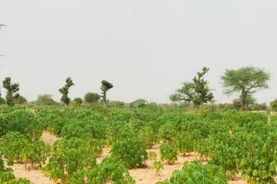 Terrain de 1,73 hectare vers Méouane