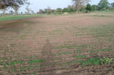 Terrain de 1,71 hectare vers Sandiara