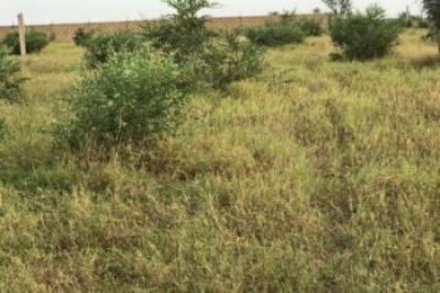 Terrain de 1,67 hectare vers Dalla Ngabou