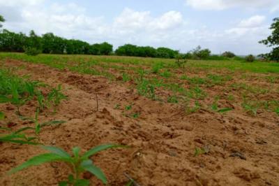 Terrain de 1,59 hectare vers Keur Moussa