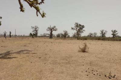 Terrain de 1,93 hectare vers Sindia