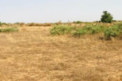 Terrain de 1,99 hectare vers Cherif Lô