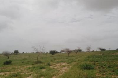 Terrain de 100 hectares vers Diokoul Diawrigne