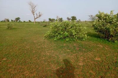 Terrain de 11,24 hectares vers Touba Lapé