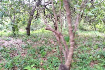 Terrain de 14 hectares vers Niaguis