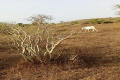 Terrain de 2 hectares vers Darou Khoudoss