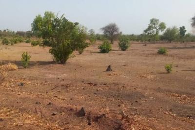 Terrain de 2 hectares vers Koussanar