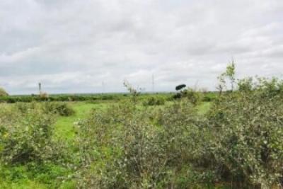 Terrain de 2,06 hectares vers Notto Gouye Diama