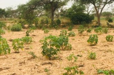 Terrain de 2,15 hectares vers Méouane