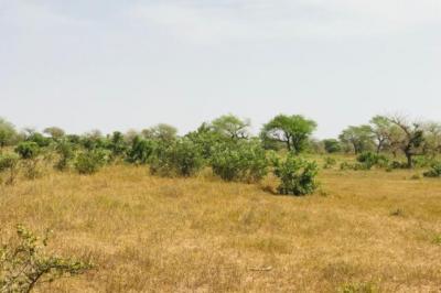 Terrain de 2,16 hectares vers Koul