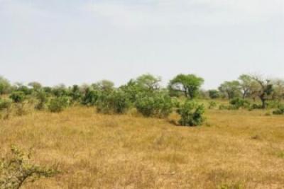 Terrain de 2,16 hectares vers Koul