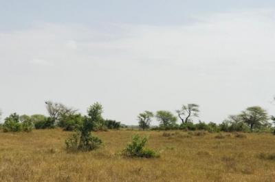 Terrain de 2,16 hectares vers Koul