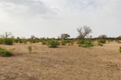 Terrain de 2,3 hectares vers Koungheul