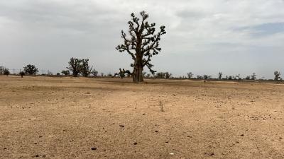 Terrain agricole de 2hectares et demi à louly Sé
