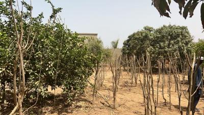 Terrains 600 mètres carrés à vendre à Saly Sé