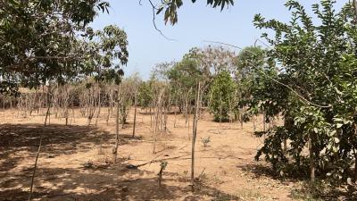 Terrains 600 mètres carrés à vendre à Saly Sé