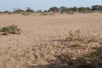 Terrain de 5 hectares vers Notto Diobass
