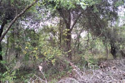 Verger de 1 hectare vers Kafountine