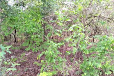 Verger de 1 hectare vers Kafountine