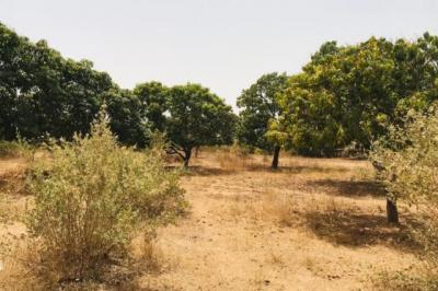 Verger Fruitier de 2,25 hectares vers Notto Diobas
