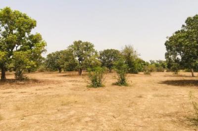 Verger Fruitier de 2,25 hectares vers Notto Diobas