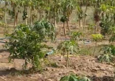 Verger Agricole de 1,12 hectare à Tassette