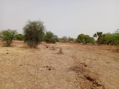 Terrain de 9815 m² vers Notto Diobass