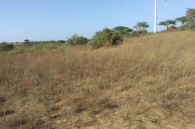 Terrain de 9706 m² vers Taïba Ndiaye