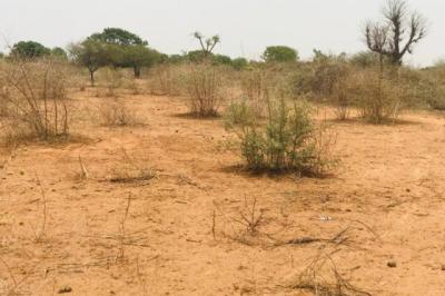 Terrain de 9061 m² vers Sindia
