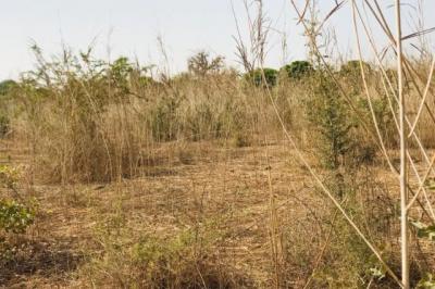 Terrain de 8472 m² vers Cherif Lô