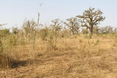 Terrain de 8472 m² vers Cherif Lô