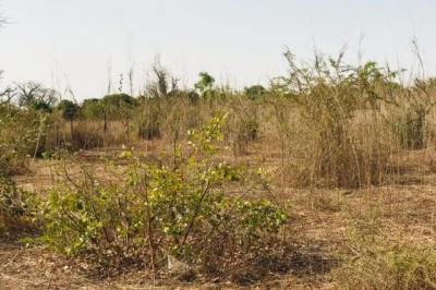 Terrain de 8343 m² vers Keur Moussa