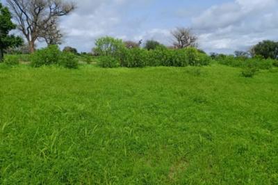 Terrain de 8579 m² vers Notto Diobass