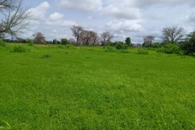 Terrain de 8579 m² vers Notto Diobass