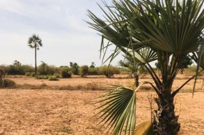 Terrain de 8761 m² vers Diass