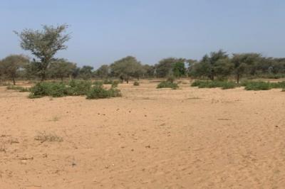 Terrain de 6 hectares vers Touba Toul