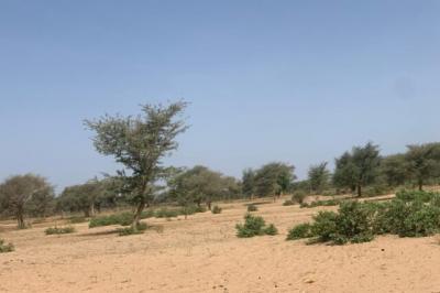 Terrain de 6 hectares vers Touba Toul