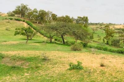 Terrain de 6,4 hectares vers Diokoul Diawrigne