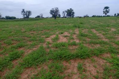 Terrain de 7089 m² vers Dalla Ngabou