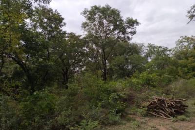 Terrain de 5 hectares vers Niamone