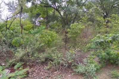 Terrain de 5 hectares vers Niamone