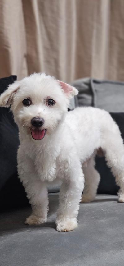 Chiens bichons Maltais