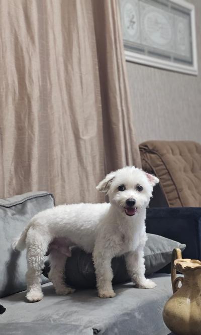 Chiens bichons Maltais