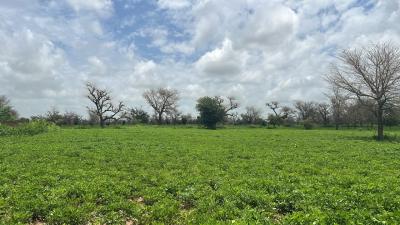 Terrain 300 mètres carrés à vendre à Malicound