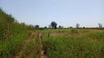 Terrain 1 hectare à vendre à Mbourokh Sénégal