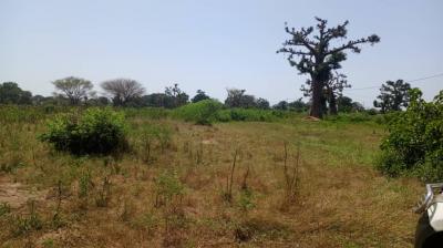 Terrain 3 hectares et demi à Mbourokh Sn