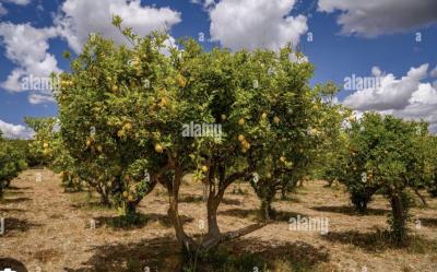 verger de 1ha300 a dans Mbour