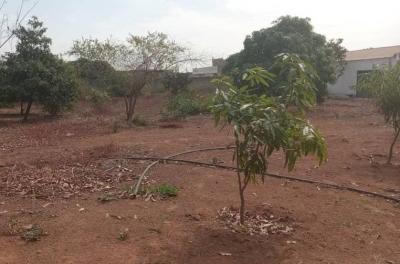 Verger de 1,40 hectare vers Fandéne – Thiès