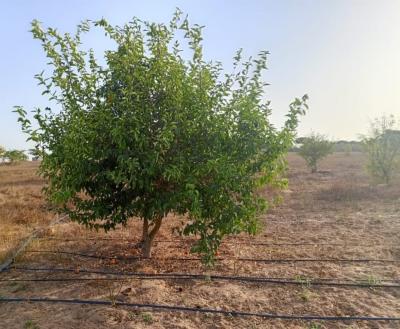 Verger de 1 hectare vers Keur Moussa – Thiès